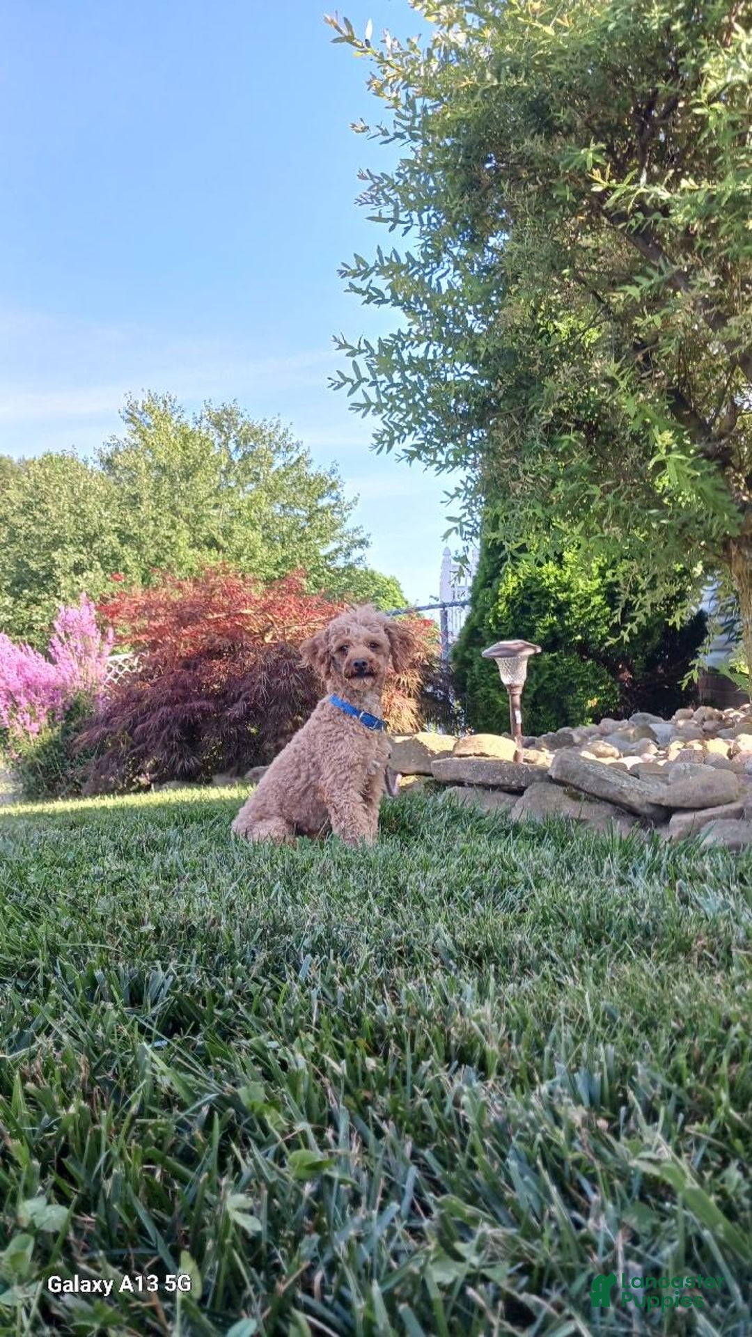 Toy Poodle dogs for sale: Chloe - Image 10