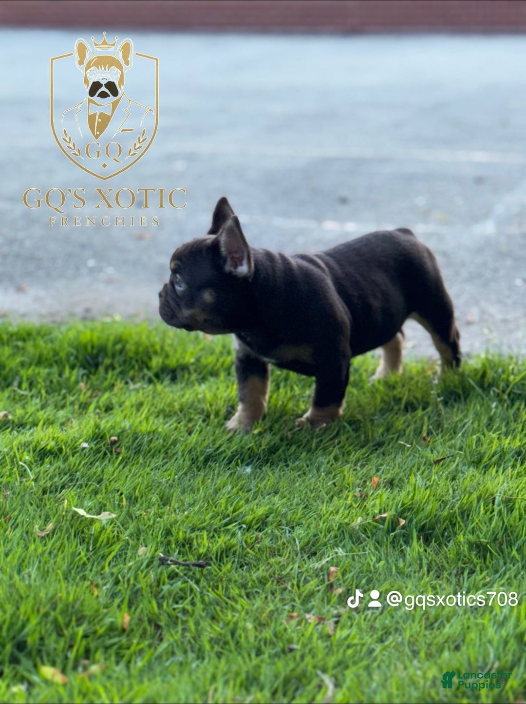 French Bulldog dogs for sale: Amara - Image 5