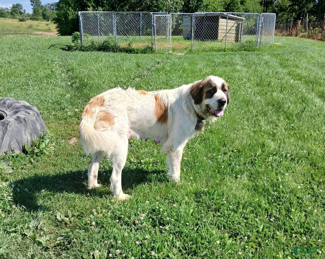 Great Pyrenees dogs for sale: Frau - Image 4
