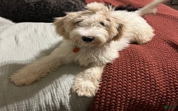 Goldendoodle dogs for sale: Littler 6 Pups! - Image 5
