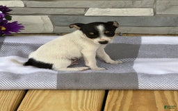 Rat Terrier dogs for sale: Tinker - Image 1