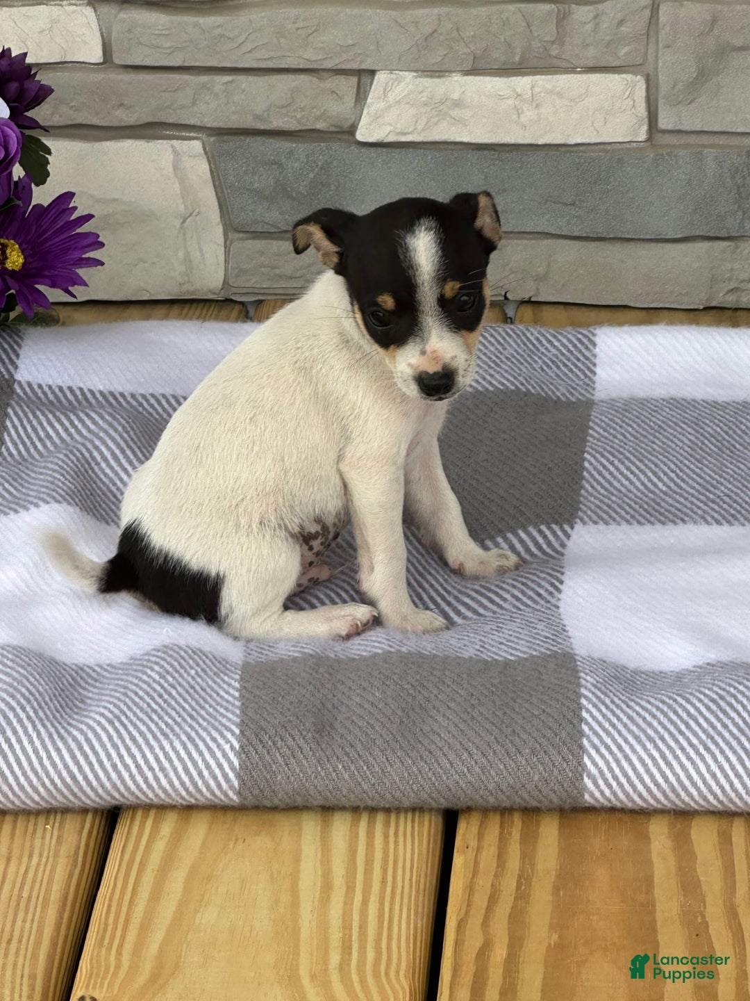 Rat Terrier dogs for sale: Tinker - Image 1