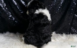 Cavapoo dogs for sale: Ash - Image 3