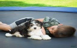 Mini Bernedoodle dogs for sale: Mini Bernedoodle 3 puppies - Image 13