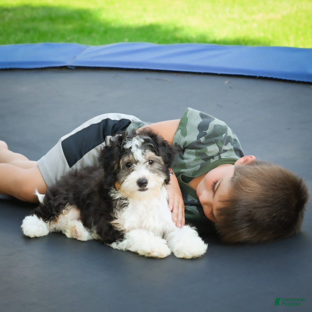 Mini Bernedoodle dogs for sale: Mini Bernedoodle 3 puppies - Image 13