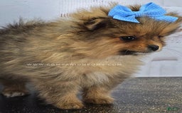 Pomeranian dogs for sale: Wish Bear - Image 10