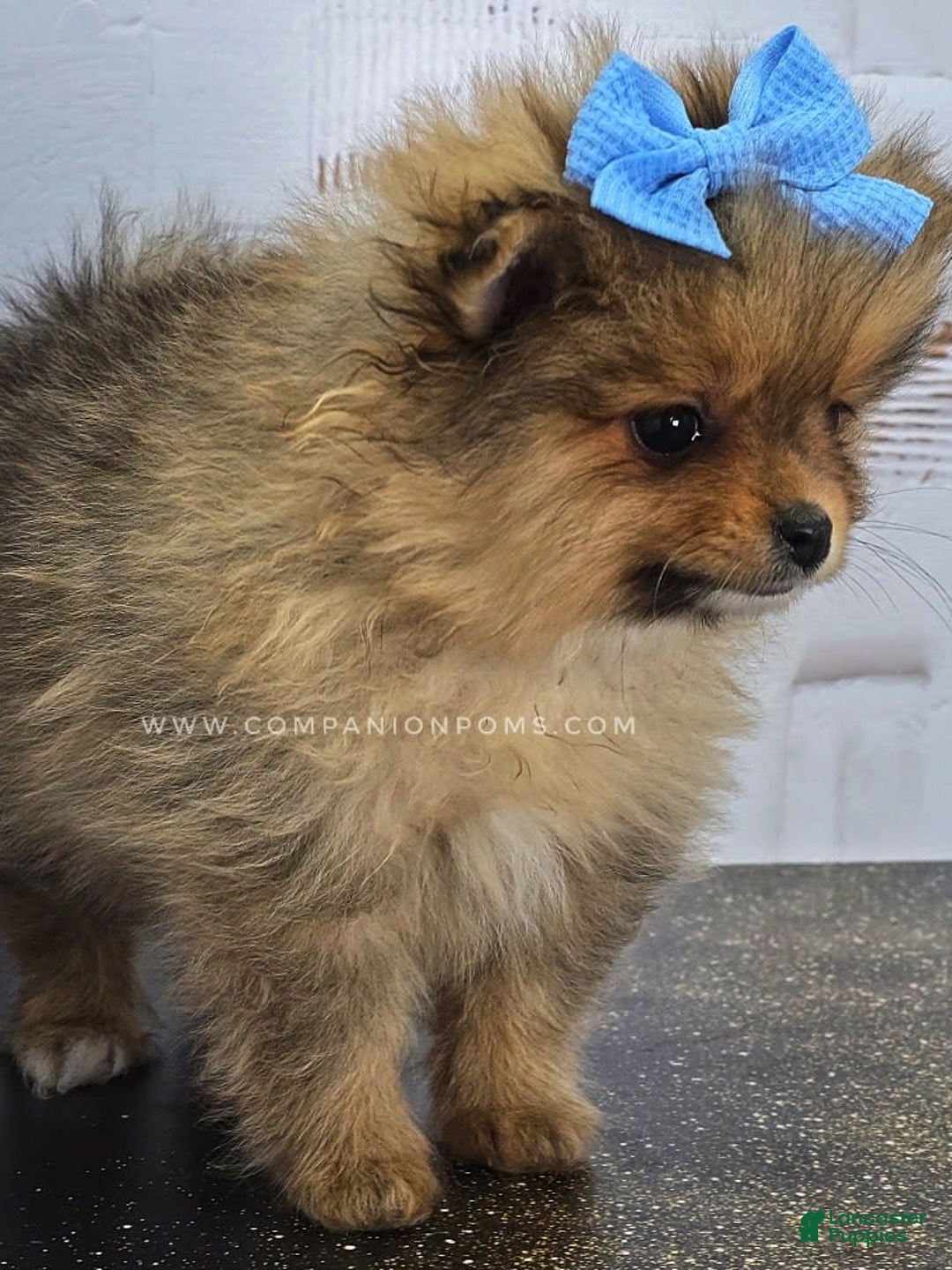 Pomeranian dogs for sale: Wish Bear - Image 10