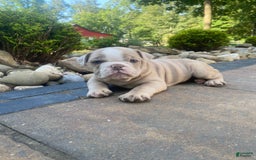 English Bulldog dogs for sale: Champ - Image 11