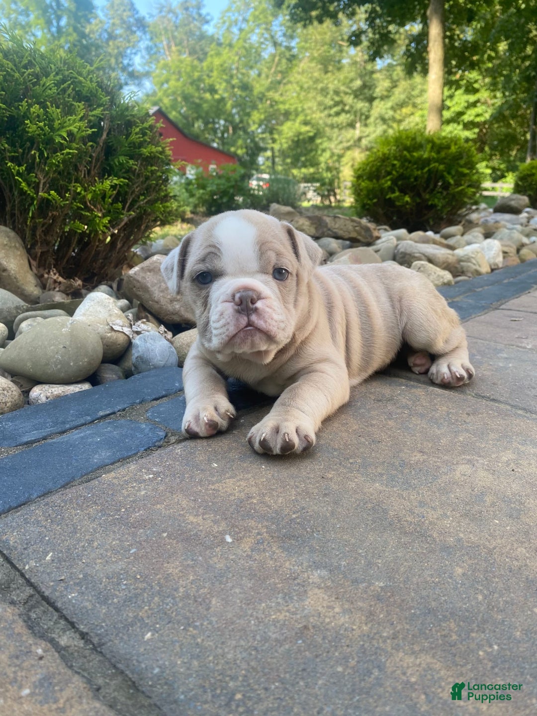 English Bulldog dogs for sale: Champ - Image 11