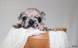 French Bulldog dogs for sale: Loki Akc - Image 25