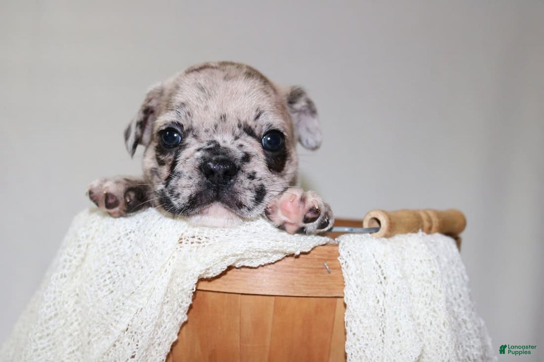 French Bulldog dogs for sale: Loki Akc - Image 25
