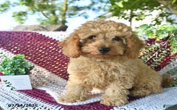 Cavapoo dogs for sale: Caramel - Image 6