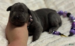 Great Dane dogs for sale: Blue Female Purple Collar - Image 4