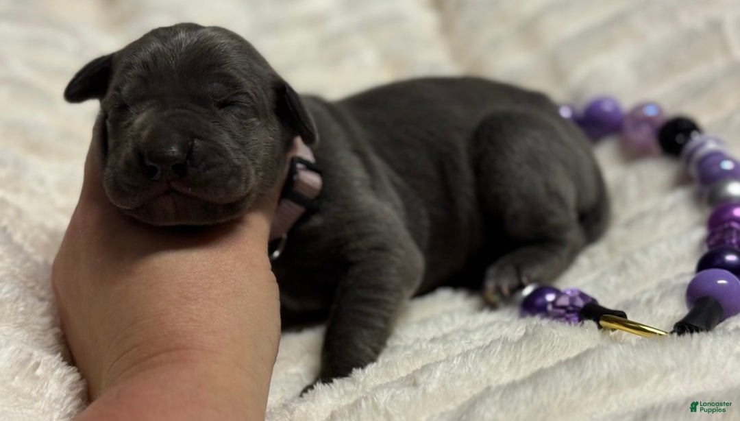 Great Dane dogs for sale: Blue Female Purple Collar - Image 4