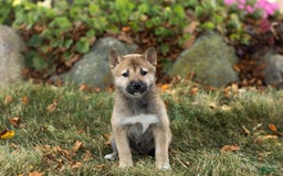 Shiba Inu dogs for sale: Jill - Image 1