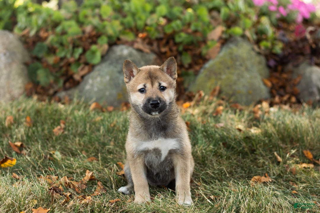 Shiba Inu dogs for sale: Jill - Image 1