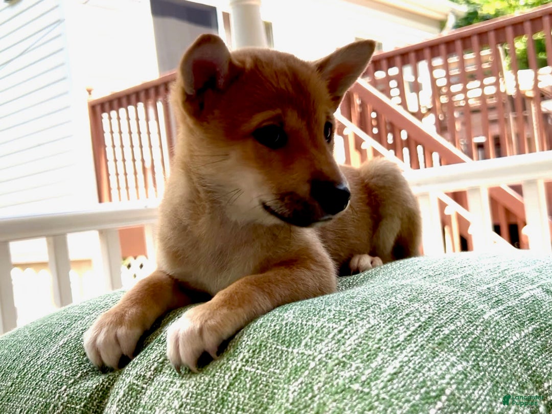 Shiba Inu dogs for sale: Princess - Image 5
