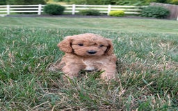 Cavapoo dogs for sale: Axel - Image 17