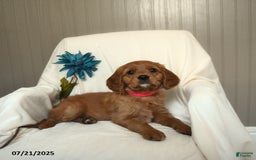 Miniature Golden Retriever dogs for sale: Ruthie - Image 1