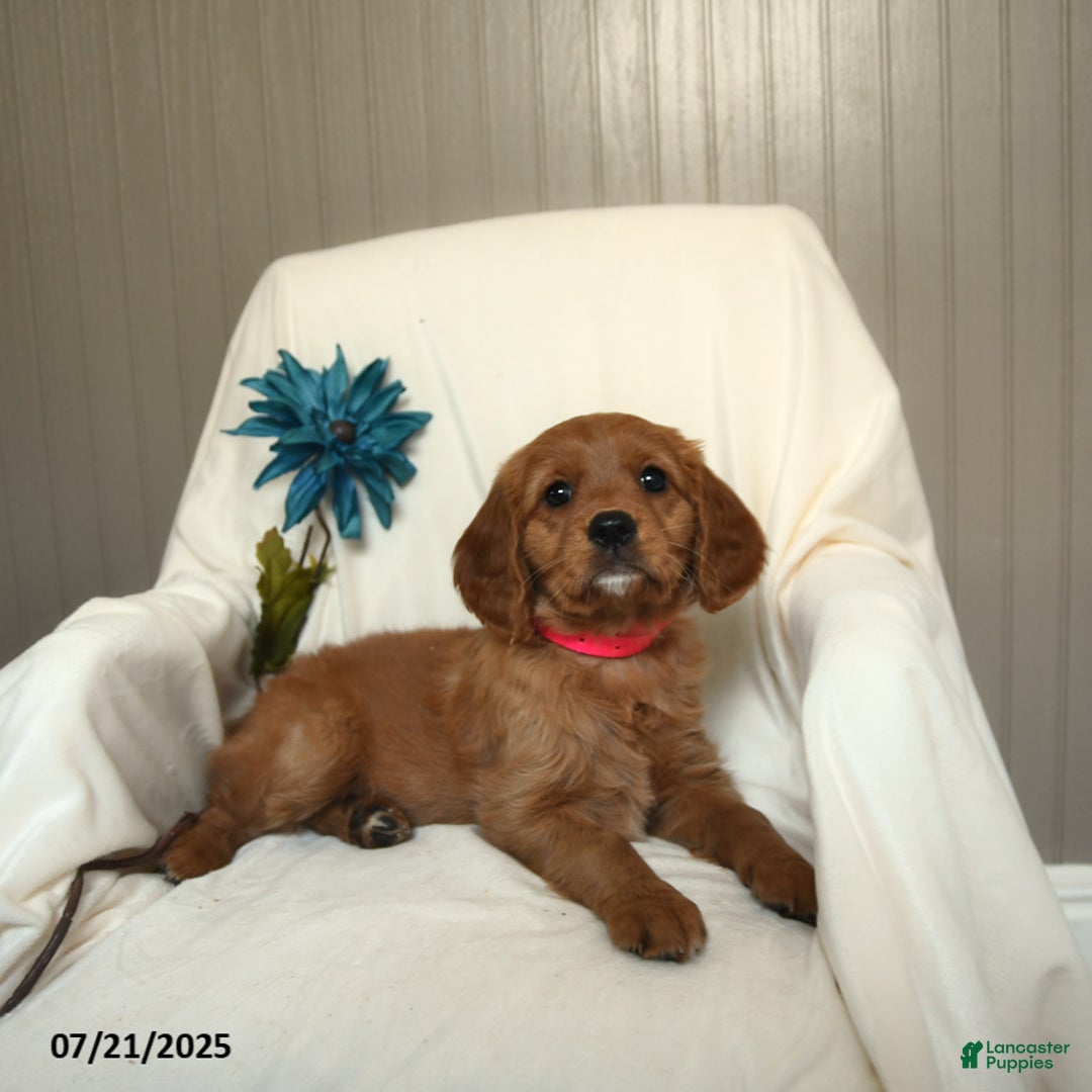 Miniature Golden Retriever dogs for sale: Ruthie - Image 1
