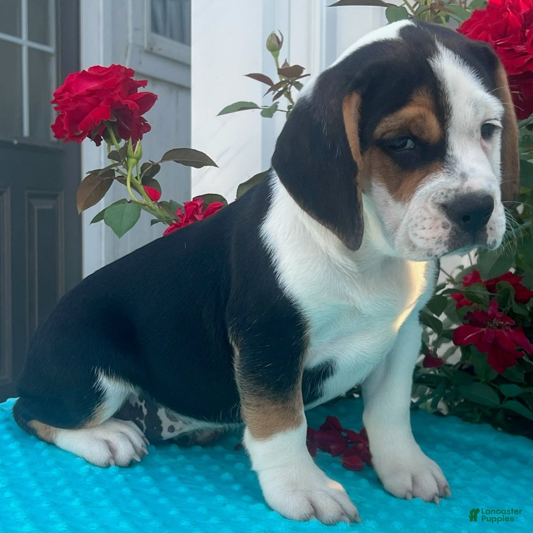 Beabull dogs for sale: Daisy - Image 1