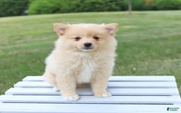 Pomeranian dogs for sale: Tucker - Image 3