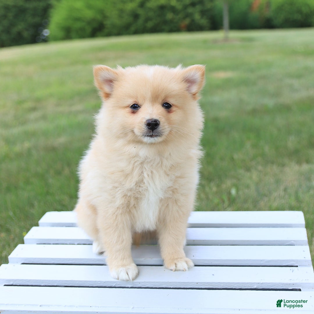 Pomeranian dogs for sale: Tucker - Image 3