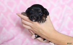 Cavapoo dogs for sale: Grace - Image 3