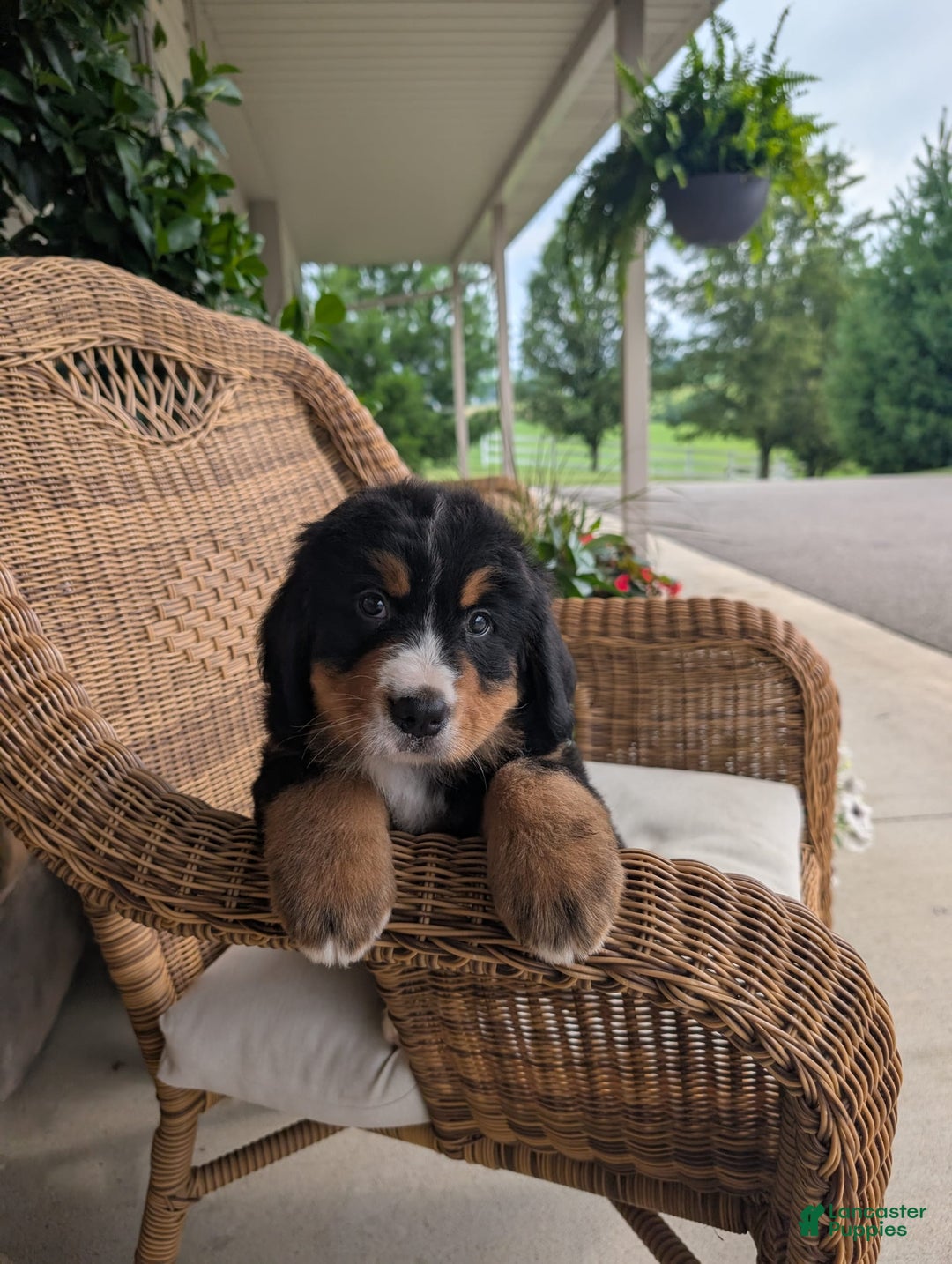 Bernese Mountain Dog dogs for sale: Max - Image 2