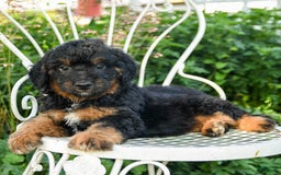 Mini Aussiedoodle dogs for sale: Monty - Image 1