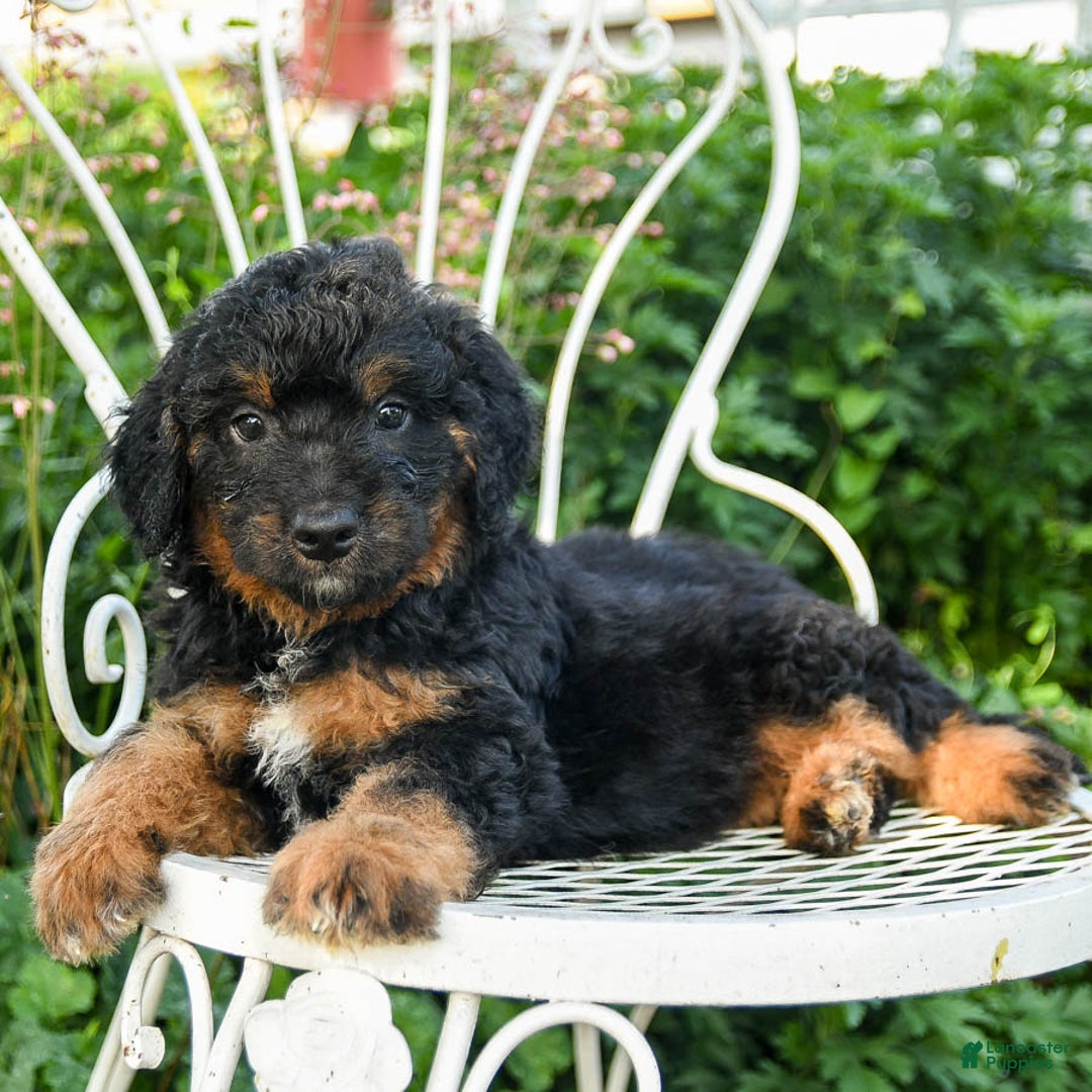 Mini Aussiedoodle dogs for sale: Monty - Image 1