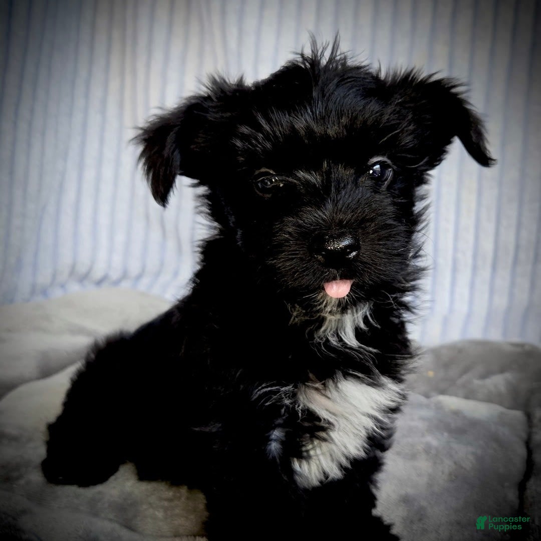 Morkie dogs for sale: Ryker - Image 10
