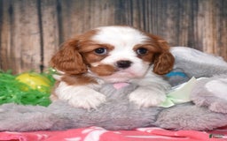 Cavalier King Charles Spaniel dogs for sale: Boomer - Image 4
