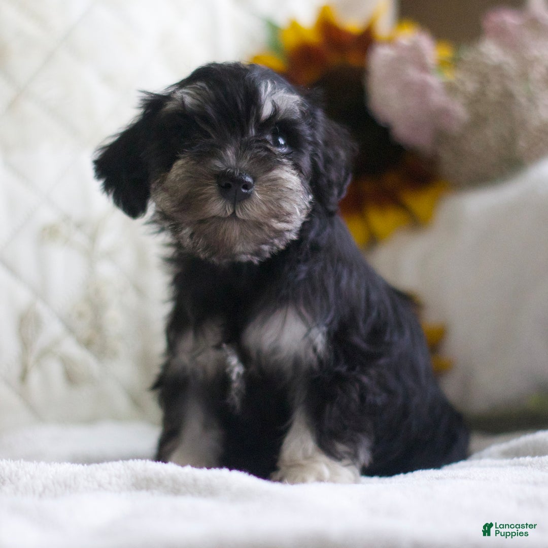Miniature Schnauzer dogs for sale: Sandy - Image 5