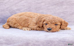Goldendoodle dogs for sale: Oliver - Image 8