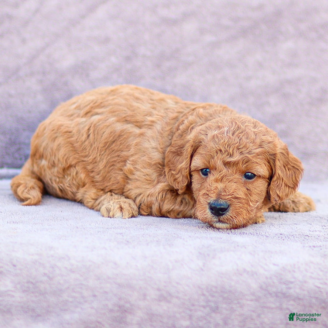 Goldendoodle dogs for sale: Oliver - Image 8