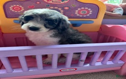 Aussiedoodle dogs for sale: Ivy - Image 1