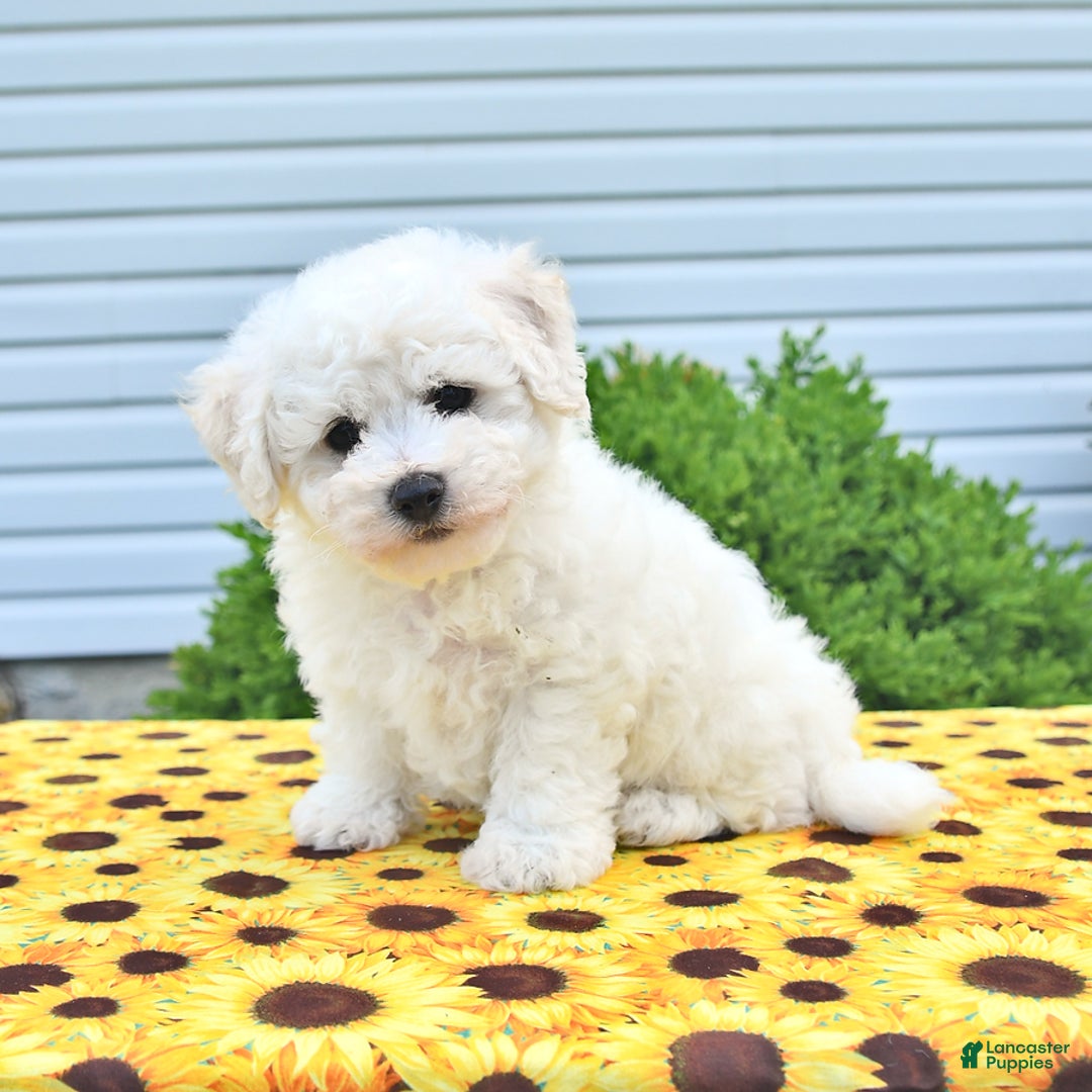 Bichon Frise dogs for sale: Vester - Image 2