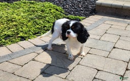 Cavalier King Charles Spaniel dogs for sale: Bella - Image 9