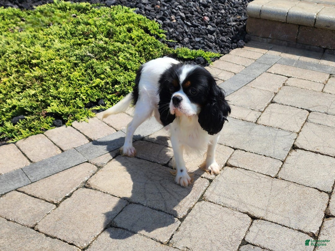 Cavalier King Charles Spaniel dogs for sale: Bella - Image 9