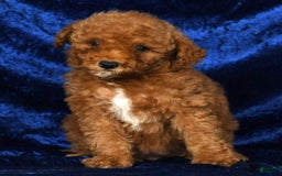 Mini Goldendoodle dogs for sale: Diva - Image 6