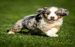 Mini Bernedoodle dogs for sale: Noli - Image 6