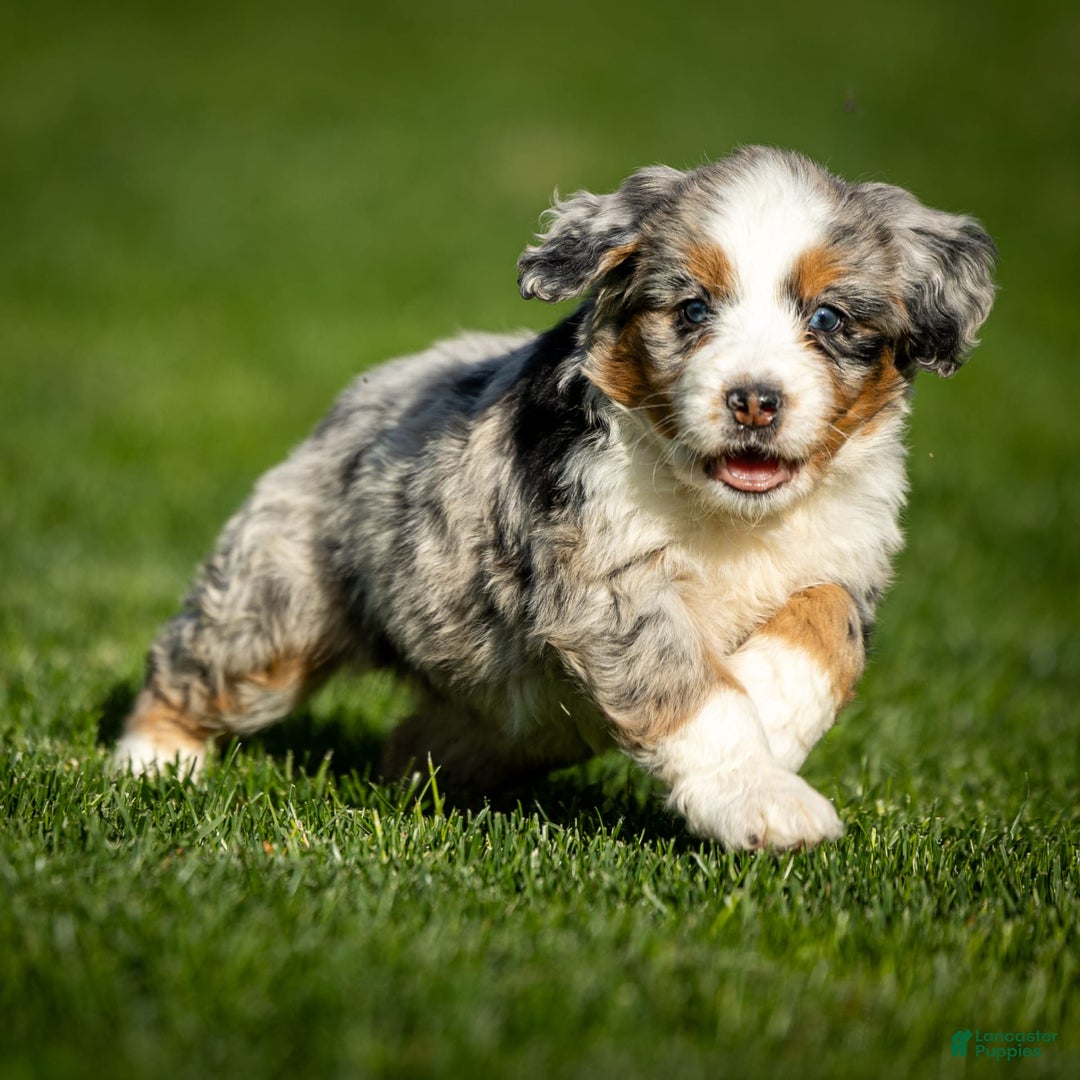 Mini Bernedoodle dogs for sale: Noli - Image 6