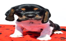 Beaglier dogs for sale: Ruger - Image 3