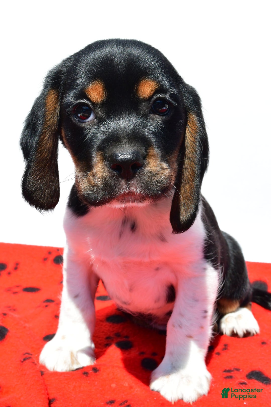 Beaglier dogs for sale: Ruger - Image 3