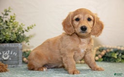 Miniature Dachshund dogs for sale: Jade - Image 1