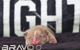 American Bully dogs for sale: Foxtrot - Image 1