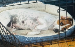 Jack Russell Terrier dogs for sale: Lippy - Image 7