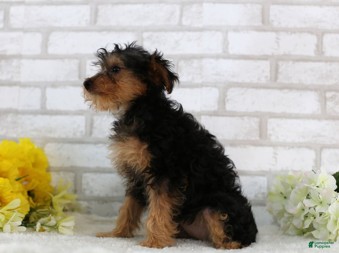 Yorkiepoo dogs for sale: Brittany - Image 2