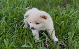 Shiba Inu dogs for sale: Yuki - Image 13